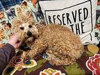 Nathan Goldendoodle Young Male