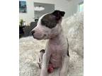 Chief Boxer Puppy Male