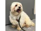 Twin Shih Tzu Adult Male