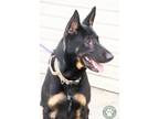 Zeke German Shepherd Dog Adult Male