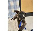 Adam German Shepherd Dog Puppy Male