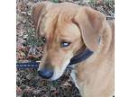 Huckleberry Hound Labrador Retriever Young Male