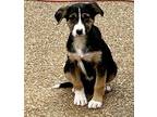 SHILOH Bernese Mountain Dog Puppy Female