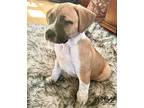 Schroeder $475 Labrador Retriever Puppy Male