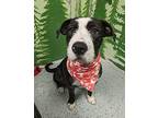 Quill American Staffordshire Terrier Young Female