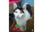 Kitty Pooh Domestic Shorthair Adult Female