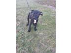 Zola Jack Russell Terrier Puppy Female