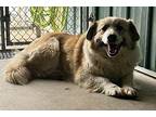 Heidi Collie Adult Female