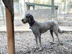 Blue Bell Schnauzer (Giant) Adult Female