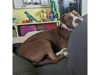 Maizie American Staffordshire Terrier Adult Female