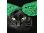Lolo American Shorthair Adult Female