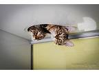 Jingle Domestic Shorthair Kitten Male