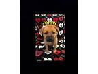 Johnny German Shepherd Dog Puppy Male