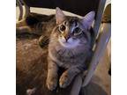Tarzan Domestic Shorthair Kitten Male
