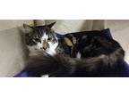 Diego Maine Coon Young Male