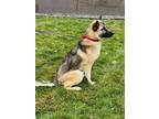 Henry German Shepherd Dog Adult Male