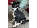 Megatron Collie Puppy Female