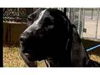 Willow German Shorthaired Pointer Young Female