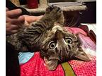 Mr Bam Bam Domestic Shorthair Kitten Male
