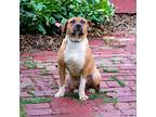 TRUE BLUE TOBY Boxer Young Male