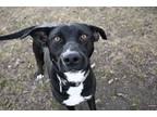 Ollie Labrador Retriever Young Male