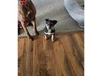 Samoa Mixed Breed (Medium) Puppy Female