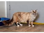 Mikasa Siamese Adult Female