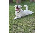 Angel Labrador Retriever Adult Female