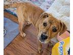 Henrietta $475 Catahoula Leopard Dog Puppy Female