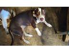 Abby Basset Hound Young Female