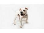 Chance American Bulldog Adult Male