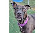 Dana Labrador Retriever Adult Female