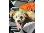 Sunny CP Yorkie Poo Puppy Female