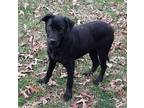 Dee Labrador Retriever Puppy Female