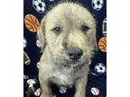 Slam Dunk Puppy Male