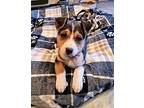 Milady Australian Shepherd Puppy Female