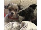 Teddy and Leo Yorkie Poo Senior Male