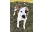 Loverboy American Pit Bull Terrier Adult Male