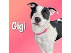 Gigi American Pit Bull Terrier Adult Female