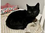 Mr Kitten Domestic Shorthair Kitten Male
