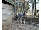 Quartz Schnauzer (Giant) Adult Female