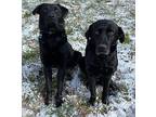 Ella (and Enzo) Labrador Retriever Adult Female