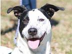 Willow Treeing Walker Coonhound Young Female