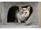 Angel Girl Siamese Young Female