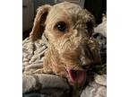 Eden Goldendoodle Puppy Female