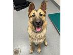 Siux German Shepherd Dog Young Male