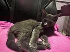 Agatha Domestic Shorthair Kitten Female