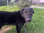 Mahomes Flat-Coated Retriever Puppy Male