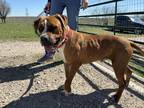 Evander Boxer Puppy Male
