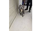Murtaugh American Pit Bull Terrier Adult Male
